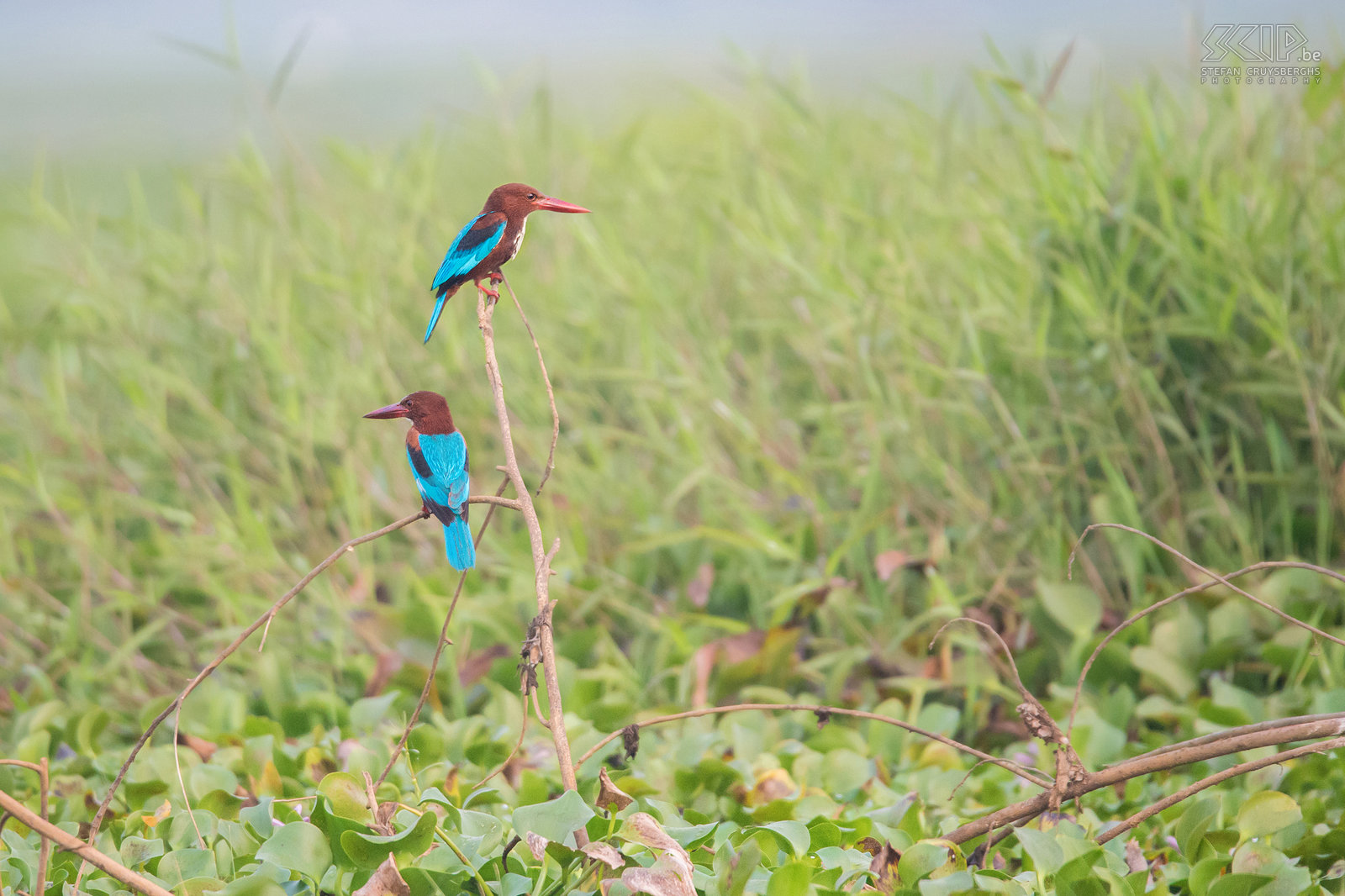 Kumarakom - White-throated kingfishers We started our journey with a boat trip in Kumarakom Bird Sanctuary in the backwaters in the state of Kerala. We saw many species of waterbird including this couple white-throated kingfishers (Halcyon smyrnensis) Stefan Cruysberghs